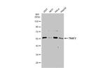 TRAF2 Antibody in Western Blot (WB)