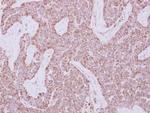 TRAF2 Antibody in Immunohistochemistry (Paraffin) (IHC (P))