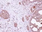 HSC70 Antibody in Immunohistochemistry (Paraffin) (IHC (P))