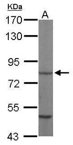 HSC70 Antibody in Western Blot (WB)