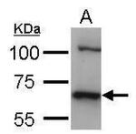 HSC70 Antibody in Western Blot (WB)