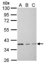 EEF1D Antibody in Western Blot (WB)