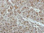 PCPTP1 Antibody in Immunohistochemistry (Paraffin) (IHC (P))