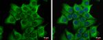 DVL2 Antibody in Immunocytochemistry (ICC/IF)