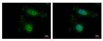 TAOK2 Antibody in Immunocytochemistry (ICC/IF)