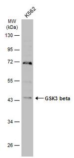 GSK3B Antibody in Western Blot (WB)