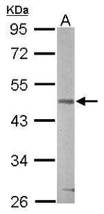 GSK3B Antibody in Western Blot (WB)