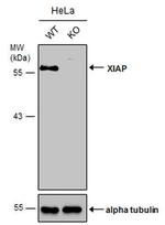 XIAP Antibody