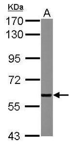 XIAP Antibody in Western Blot (WB)