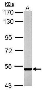 STEP Antibody in Western Blot (WB)