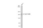 ErbB4 Antibody in Western Blot (WB)