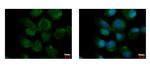 PPM1A Antibody in Immunocytochemistry (ICC/IF)