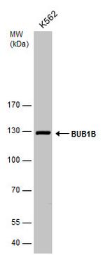 BUBR1 Antibody in Western Blot (WB)