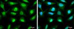 RUVBL1 Antibody in Immunocytochemistry (ICC/IF)