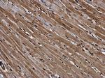 RUVBL1 Antibody in Immunohistochemistry (Paraffin) (IHC (P))