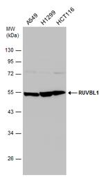 RUVBL1 Antibody in Western Blot (WB)