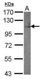 MCK10 Antibody in Western Blot (WB)