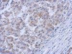 c-Abl Antibody in Immunohistochemistry (Paraffin) (IHC (P))