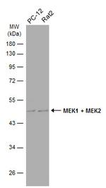 MEK2 Antibody in Western Blot (WB)