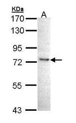 IKK epsilon Antibody in Western Blot (WB)