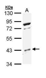 p38 MAPK beta Antibody in Western Blot (WB)