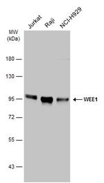 WEE1 Antibody in Western Blot (WB)