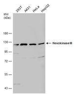 HK3 Antibody in Western Blot (WB)