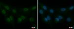 STK40 Antibody in Immunocytochemistry (ICC/IF)