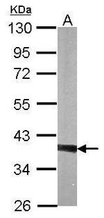 PTK9 Antibody in Western Blot (WB)