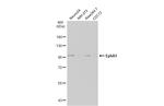 EphA1 Antibody in Western Blot (WB)