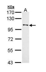 MCK10 Antibody in Western Blot (WB)