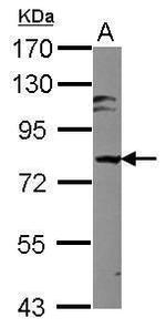 MARK3 Antibody in Western Blot (WB)