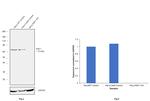 c-Raf Antibody in Western Blot (WB)