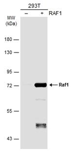 c-Raf Antibody in Western Blot (WB)