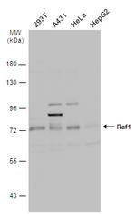 c-Raf Antibody in Western Blot (WB)