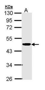 CKMT2 Antibody in Western Blot (WB)
