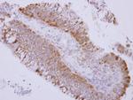 Caspase 1 Antibody in Immunohistochemistry (Paraffin) (IHC (P))