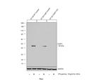 Caspase 1 Antibody