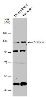 Drebrin Antibody in Western Blot (WB)