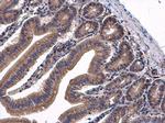 TGM2 Antibody in Immunohistochemistry (Paraffin) (IHC (P))