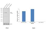 TGM2 Antibody in Western Blot (WB)