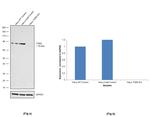 TGM2 Antibody in Western Blot (WB)