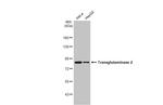 TGM2 Antibody in Western Blot (WB)