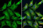 Ezrin Antibody in Immunocytochemistry (ICC/IF)