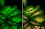 Ezrin Antibody in Immunocytochemistry (ICC/IF)