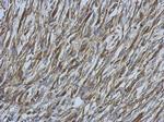 Ezrin Antibody in Immunohistochemistry (Paraffin) (IHC (P))