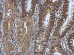 Ezrin Antibody in Immunohistochemistry (Paraffin) (IHC (P))