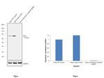 Ezrin Antibody