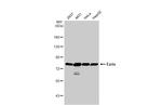 Ezrin Antibody in Western Blot (WB)