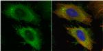 Ezrin Antibody in Immunocytochemistry (ICC/IF)